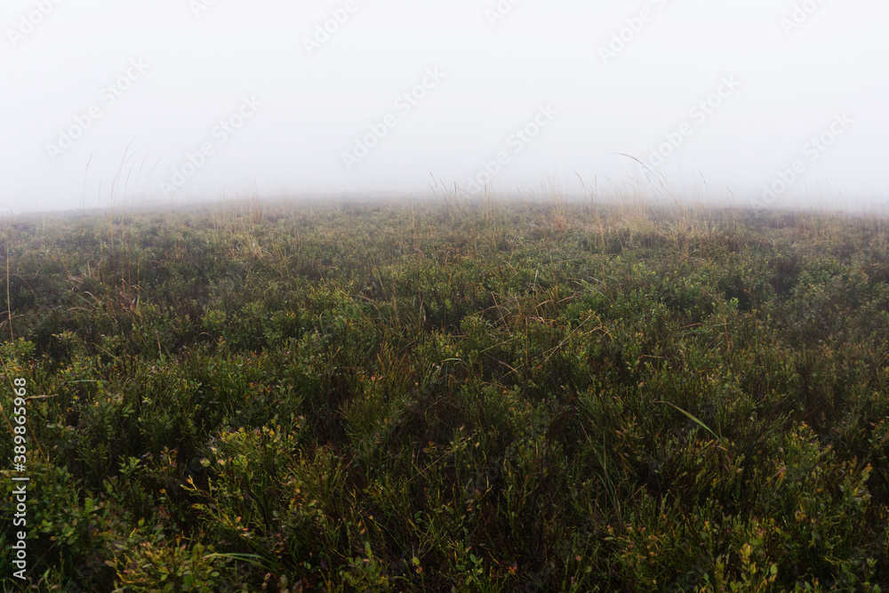 Mystic foggy morning. Bieszczady National Park in Poland landscape. Autumn mountain trekking. Rural scenery background. Hiking trail on the hill. Bad weather conditions.