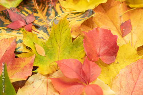 Buntes Herbstlaub 