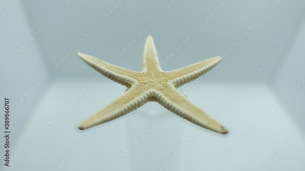 Dead Star Fish top down shut on white background Dead Star Fish top down shut on white background