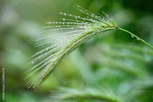 Rain drops on green grass. Fresh morning dew on spring grass. natural background close up macro with shallow DOF