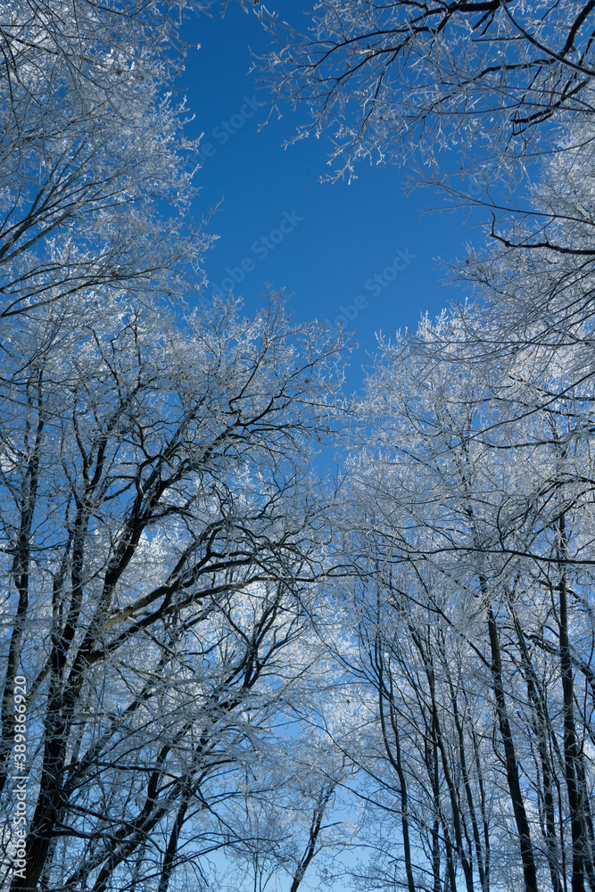 Newly snow on tree in forest on sunlight winter day Newly snow on tree in forest on sunlight winter day