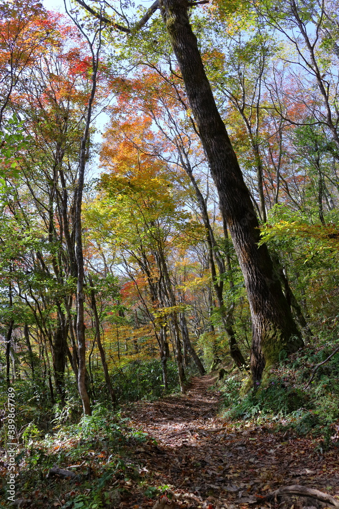 Fototapeta premium 天狗高原 自然休養林 紅葉 （四国カルスト）