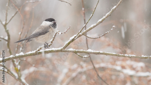 Willow tit. Bird. Poecile montanus