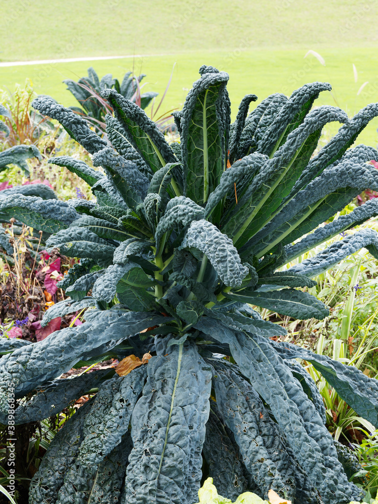 (Brassica oleracea palmifolia) Chou palmier 'Noir de Toscane' aux