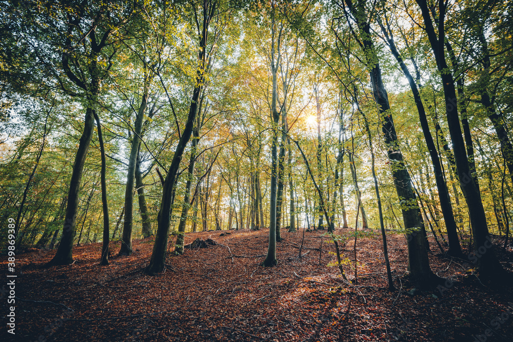 Fototapeta premium herbstlicher Stadtwald im Ostseebad Kühlungsborn