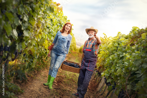 Cheerful senior man with young woman carrying baskets full of grapes