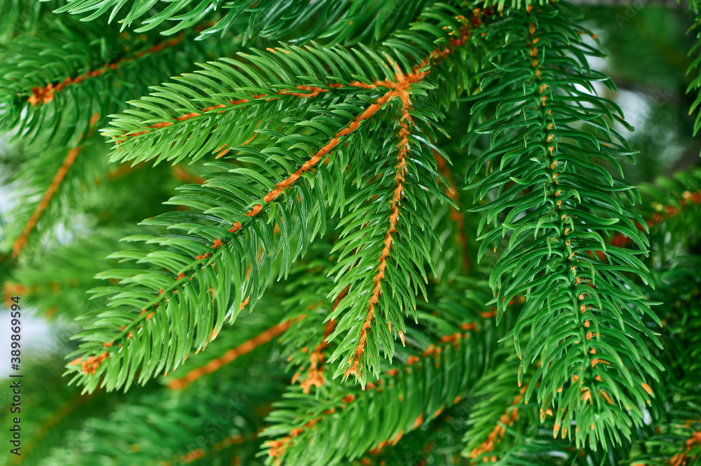 Decorative evergreen christmas tree branch with needles closeup, new year seasonal background