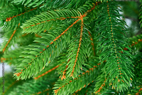 Decorative evergreen christmas tree branch with needles closeup  new year seasonal background