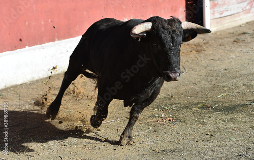 spanish strong bull running on the bullring in the traditional spectacle of bullfight