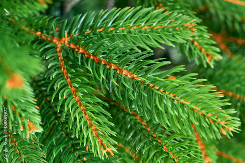 Decorative evergreen christmas tree branch with needles closeup, traditional new year seasonal pattern