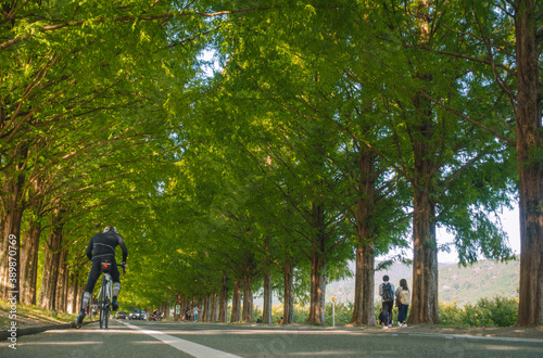 滋賀県高島市マキノ町のメタセコイヤ並木の風景