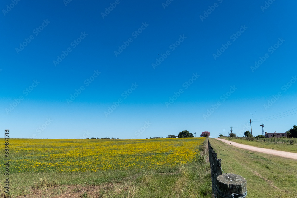 Autum countryside. While visiting some places on the west side of Uruguay, near the river with the same name, we found this colorful countryside landscape on early autum.