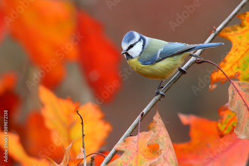 Blue tit. Bird in autumn forest. Cyanistes caeruleus photo