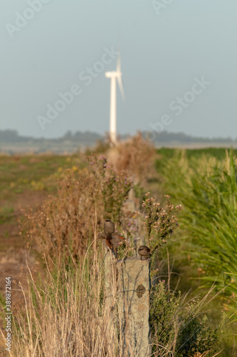 Countryside during the dusk, with a landscape of a windmill farm in Colonia, Uruguay. Some crop files can be seen in the foreground and a single windmill in the middle of the frame. photo