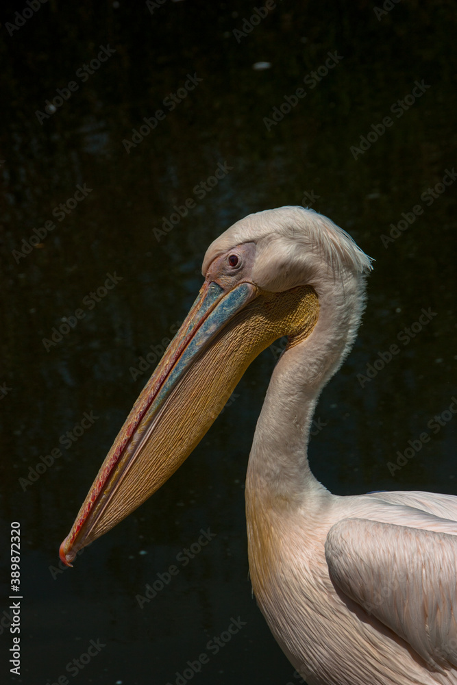 Close-up of pelican with dark background Close-up of pelican with dark background
