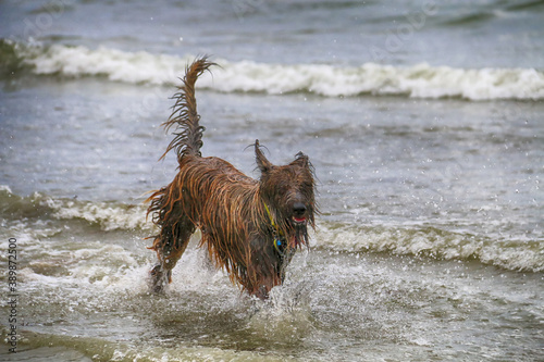 Chien qui se baigne dans la mer