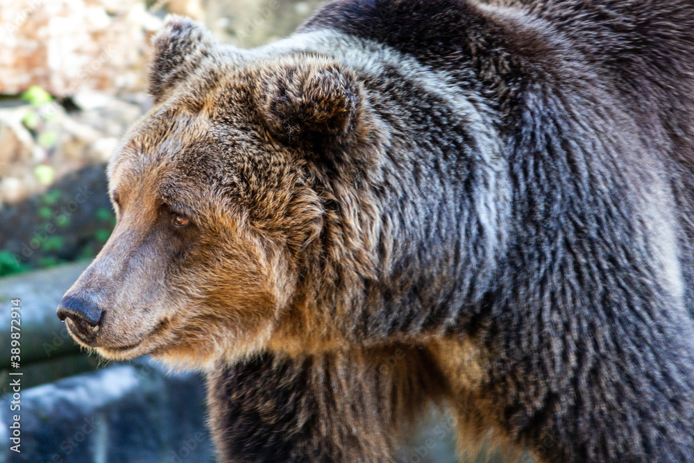 Brown bear (Ursus arctos) closeup portrait