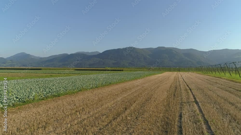 AERIAL: Flying over lush green fields near a large plantation of hops in Slovenia. Scenic drone shot of farmland flourishing in the fertile soil in the Slovenian countryside. Lush rural landscape. AERIAL: Flying over lush green fields near a large plantation of hops in Slovenia. Scenic drone shot of farmland flourishing in the fertile soil in the Slovenian countryside. Lush rural landscape.