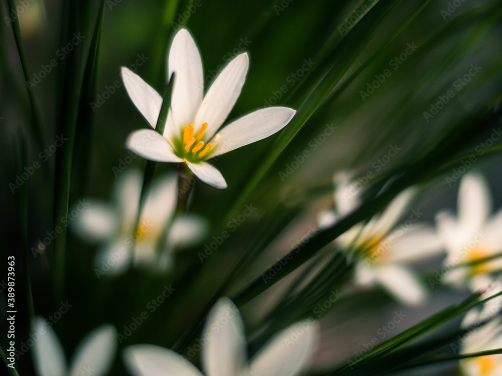 花 花