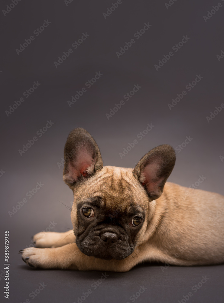 Studio portrait of French Bulldog puppy. Cute little puppy.