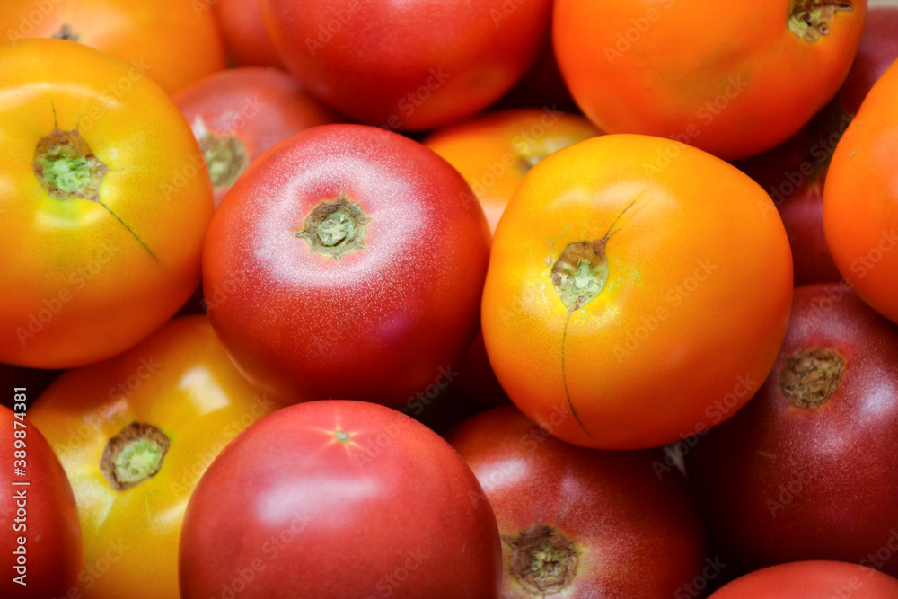 Tomatoes summer harvest. Village garden harvest. Tomato from farmers market. Fresh red and yellow tomatoes. Organic vegetables. Tomatoes summer harvest. Village garden harvest. Tomato from farmers market. Fresh red and yellow tomatoes. Organic vegetables.