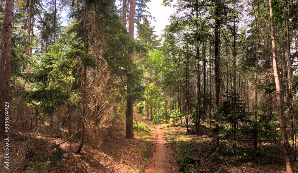 Fototapeta premium MTB route and forest around Ommen