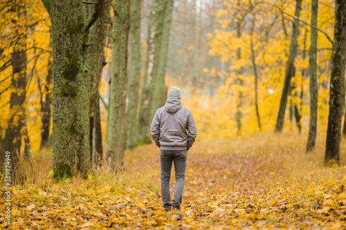 One young adult man in gray warm clothes walking on yellow fallen leaves in forest. Golden autumn day. Spending time alone in nature. Peaceful atmosphere. Back view. © fotoduets