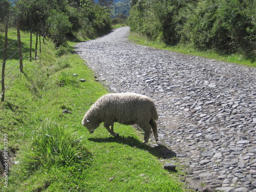 Hiking in the jungles and mountain landscapes around Banos and Mindo in Ecuador, South America
