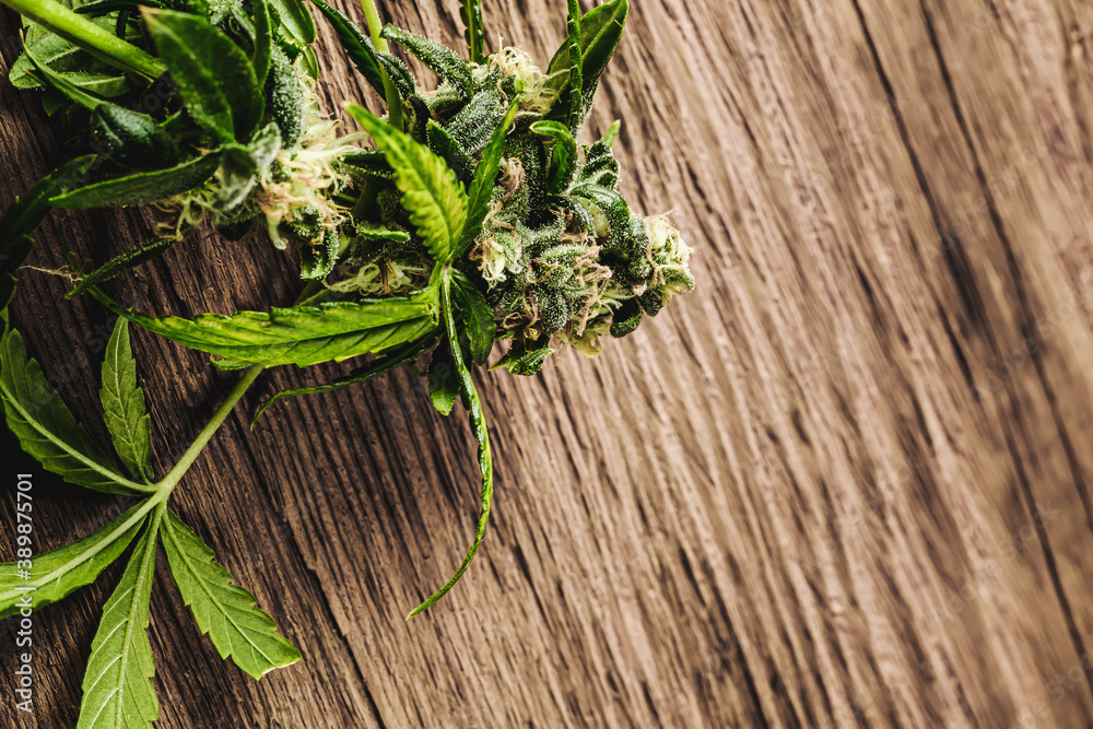 Macro shot of Premium medical cannabis Marijuana Bud With Hairs And Crystals and plant leaf in the wooden background. copy space. Macro shot of Premium medical cannabis Marijuana Bud With Hairs And Crystals and plant leaf in the wooden background. copy space.
