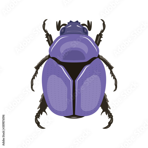 Beetle. Top view. Can Be Used As Insect Symbols. Isolated on a white background. Vector illustration.