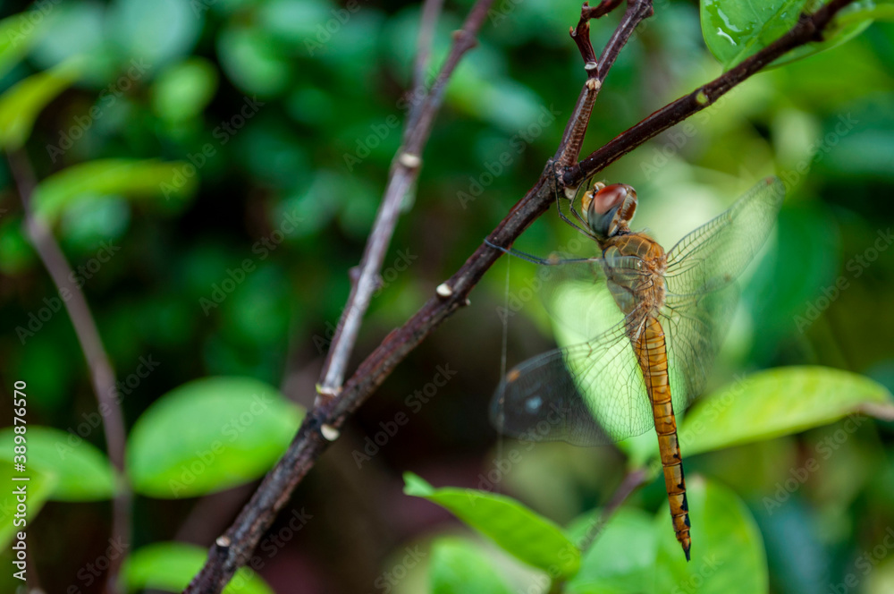 Dragonflies on branches with blurred background Dragonflies on branches with blurred background