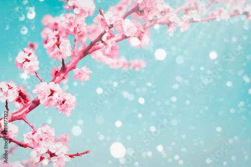 Spring background with copy space flowering branches of apricots