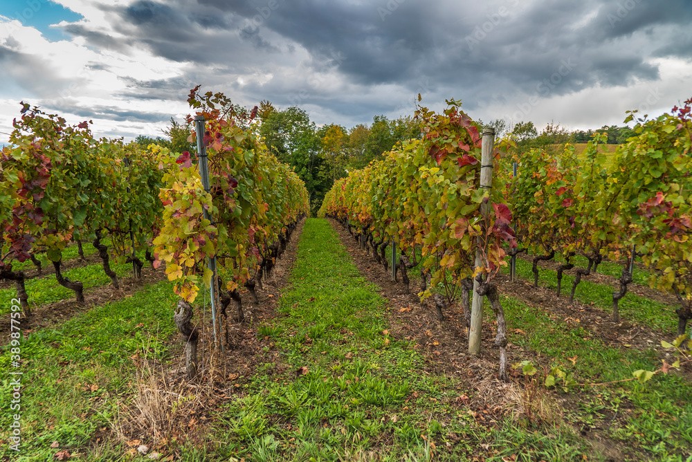 rangées de vignes aux feuilles de couleur automnales dans un paysage orageux et de gros nuages noirs