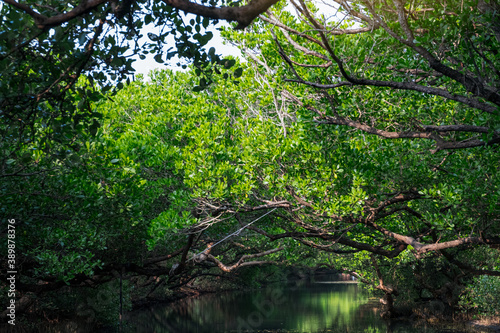 Sicao Mangrove Green Tunnel