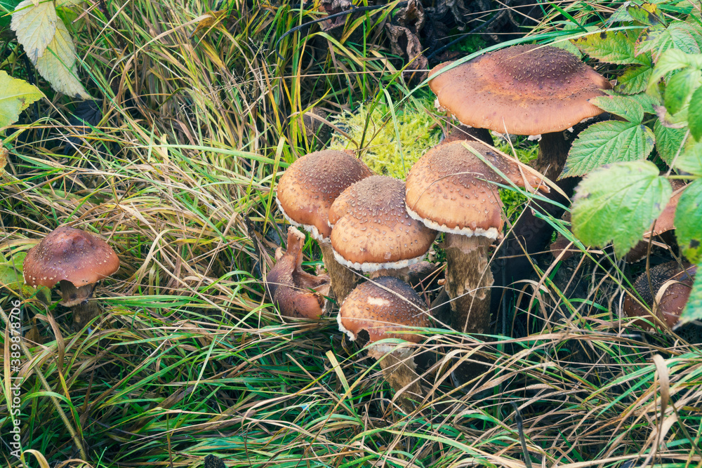 Old autumn edible mushrooms armillaria borealis in the forest. Old autumn edible mushrooms armillaria borealis in the forest.