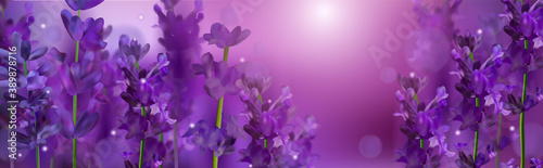 Violet lavender field. Flowers lavender and sunset glitter over. Blooming Violet fragrant lavender flowers. Illustration with for perfumery, health products, wedding. France. Vector illustration