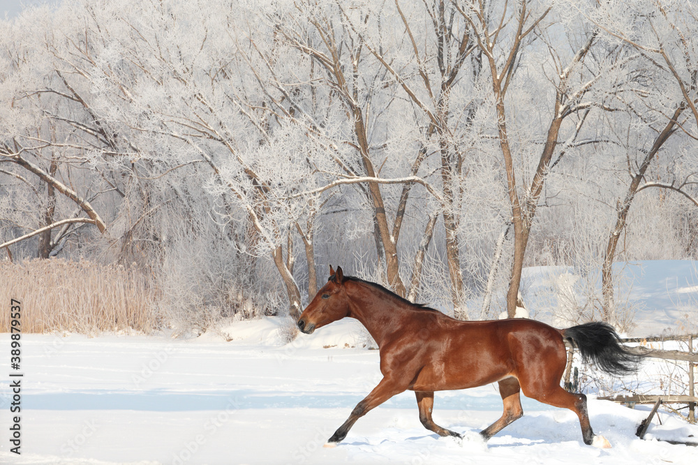 Beautiful sports horse runs in winter woods Beautiful sports horse runs in winter woods