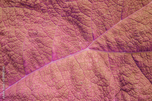 close up of a leave - background texture photo