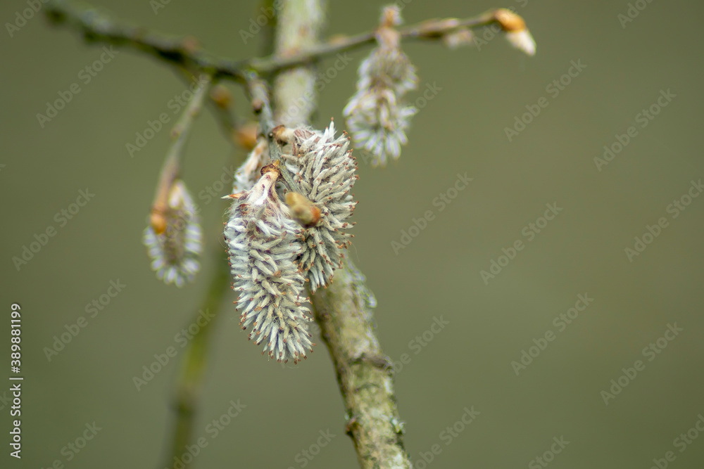 buds of a willow buds of a willow