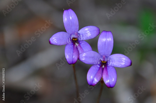 Enamel orchids named for their glossy paint-like sheen