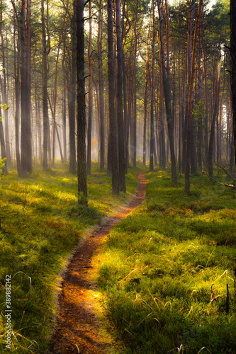forest path  © MarTar