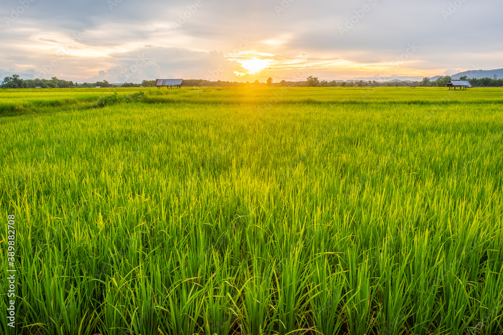 The fields and the sun are setting.rice field and sunset