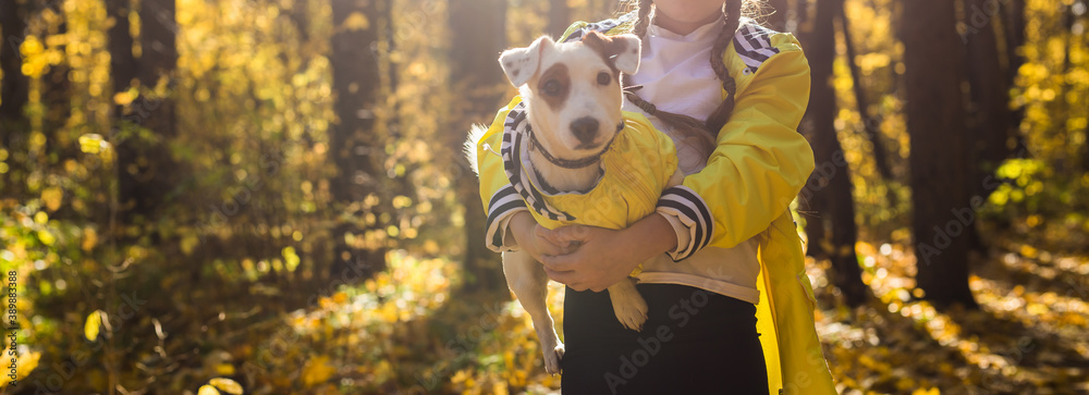 Fototapeta Child girl with dog outdoors. Kid with pet at autumn. Jack russell terrier puppy.