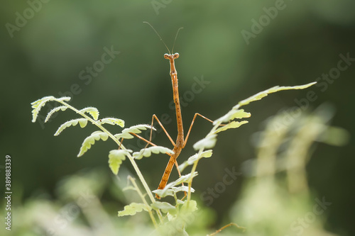 Macro Photos of Praying Mantis © abdul gapur dayak