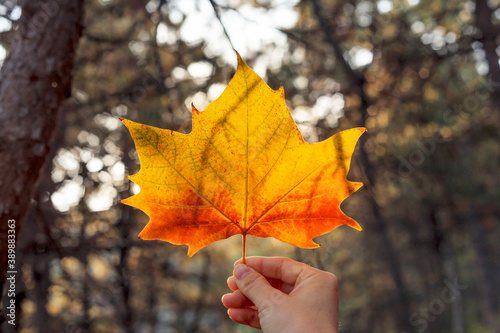 A leaf in a girl's hand