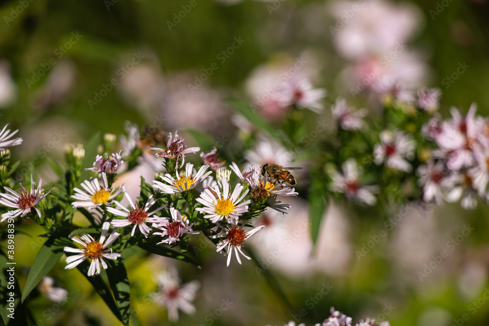 Obraz premium Flowers 