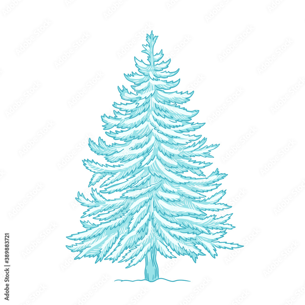 Christmas tree. Conifer. Blue spruce. Frosty winter snow. New year fir-tree postcard background. Hand drawn contour vector sketch.