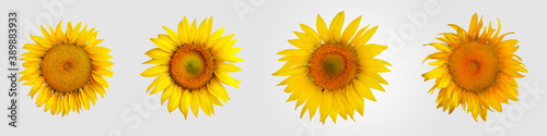 Fototapeta Naklejka Na Ścianę i Meble -  Yellow sunflower close-up isolated on background.