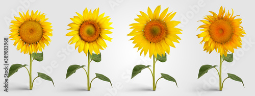 Fototapeta Naklejka Na Ścianę i Meble -  Yellow round sunflower close-up on a green stem with leaves, isolated on background.