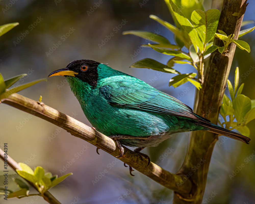 A colorful bird perched on a tree branch on a sunny day A colorful bird perched on a tree branch on a sunny day
